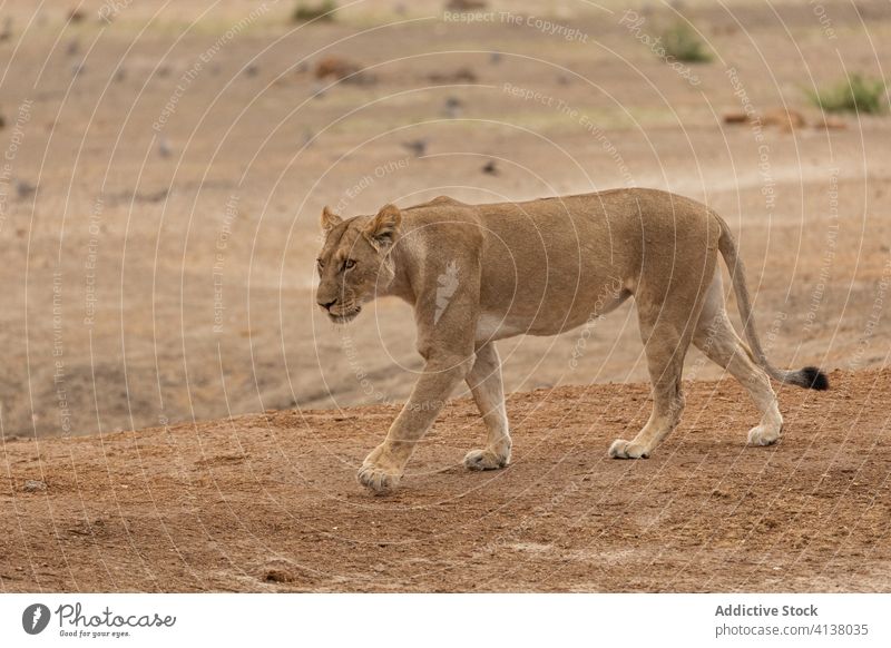 Löwin in der afrikanischen Savanne Tier wild Afrika Natur Fauna Tierwelt Bargeld Säugetier Spaziergang Windstille Lügen prunkvoll Umwelt Savuti Botswana