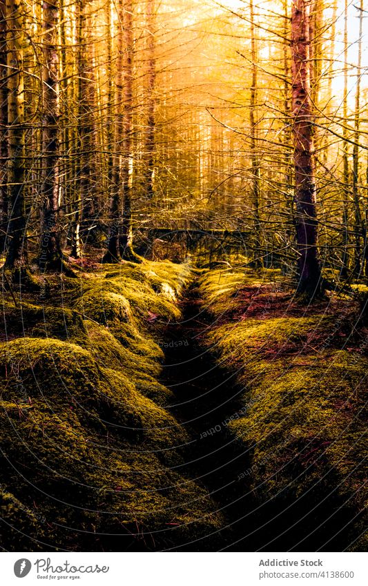 Kleines Bächlein im blattlosen majestätischen Wald Bach laublos unverhüllt sonnig Farbe Natur wild Moos Schottland Glen Coe Hochland Landschaft Wasser strömen