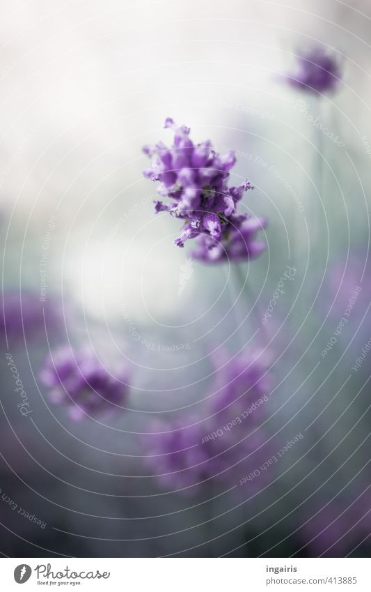 Lilablassblau Pflanze Blüte Lavendel Blühend Duft leuchten natürlich grau violett Romantik schön Nahaufnahme Garten Außenaufnahme Detailaufnahme Menschenleer