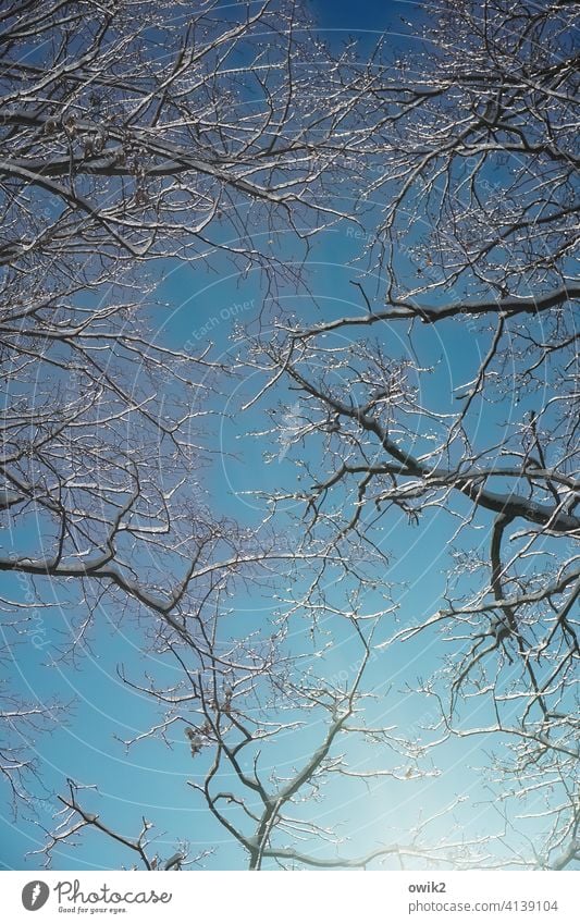 Über uns Winter Umwelt Natur Wolkenloser Himmel Zweige u. Äste Schnee Idylle blau kalt hängen glänzend Schönes Wetter Winterwald Winterhimmel Farbfoto