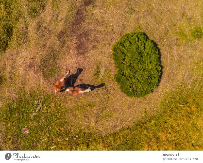 Luftaufnahme zweier Haflinger auf der Weide tier tierwelt haustier nutztier pferde Farbfoto Außenaufnahme Gras Pferd Sommer braun grün Landwirtschaft Pflanze