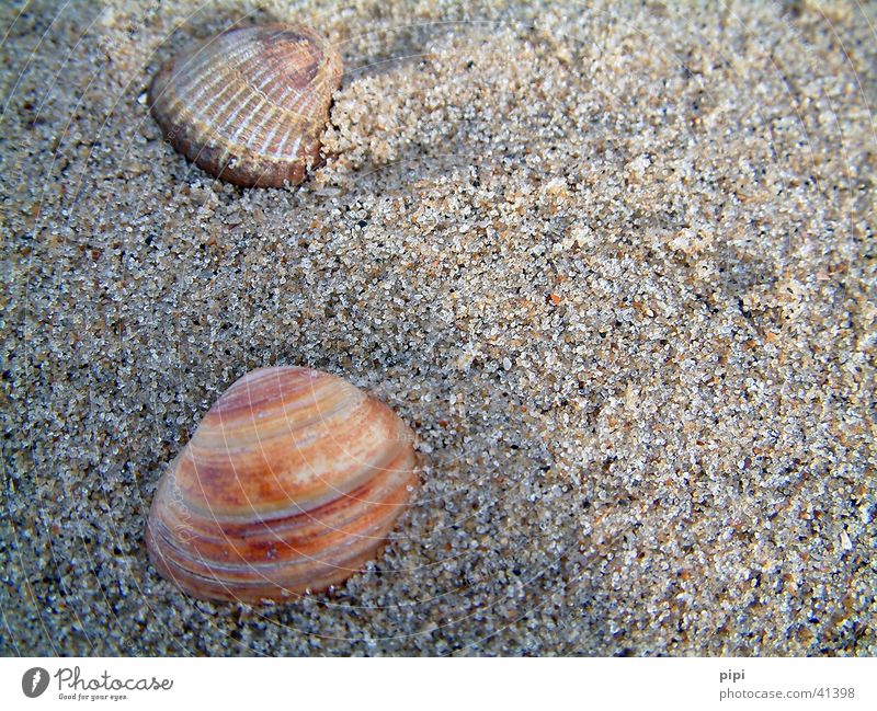 muschel_II Strand Niederlande mehrfarbig Meer Sand Wasser