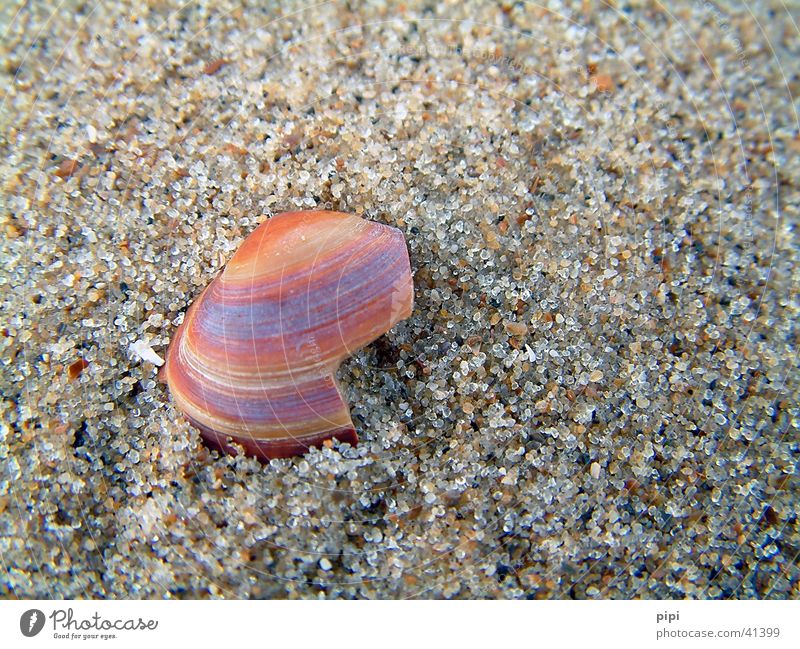 muschel_I Strand Meer Niederlande mehrfarbig Sand kaput