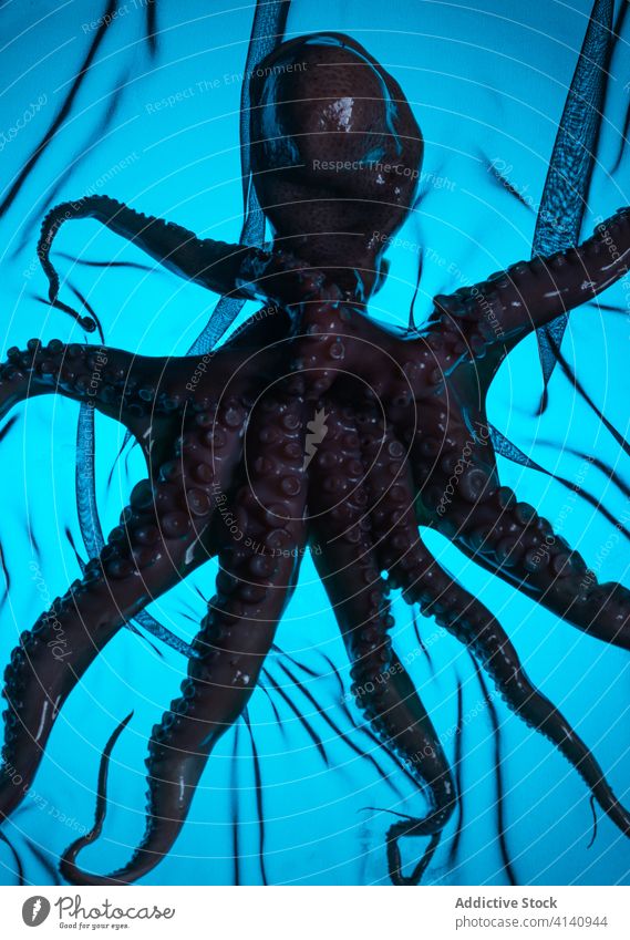 Roher Oktopus auf beleuchtetem Neontisch Octopus roh Restaurant Meeresfrüchte Tisch Reichtum neonfarbig Blitze leuchten ungekocht Tentakel Glas Licht leuchtend