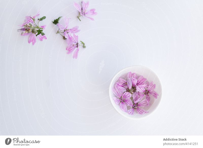 Malvenblüten in Schalen auf dem Tisch Blume Blüte Blütenknospen Blütezeit natürlich violett kreativ romantisch Angebot Wasser Schalen & Schüsseln Atelier