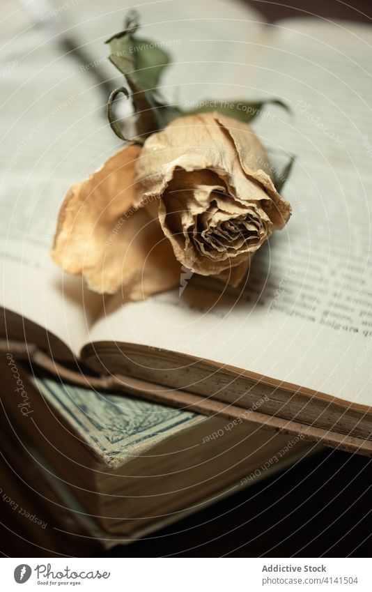Stapel von Büchern und Trockenblumen auf einem Holztisch Antiquität Buch Haufen getrocknet Blume vergessen hölzern retro schäbig Tisch Pflanze Schreibtisch