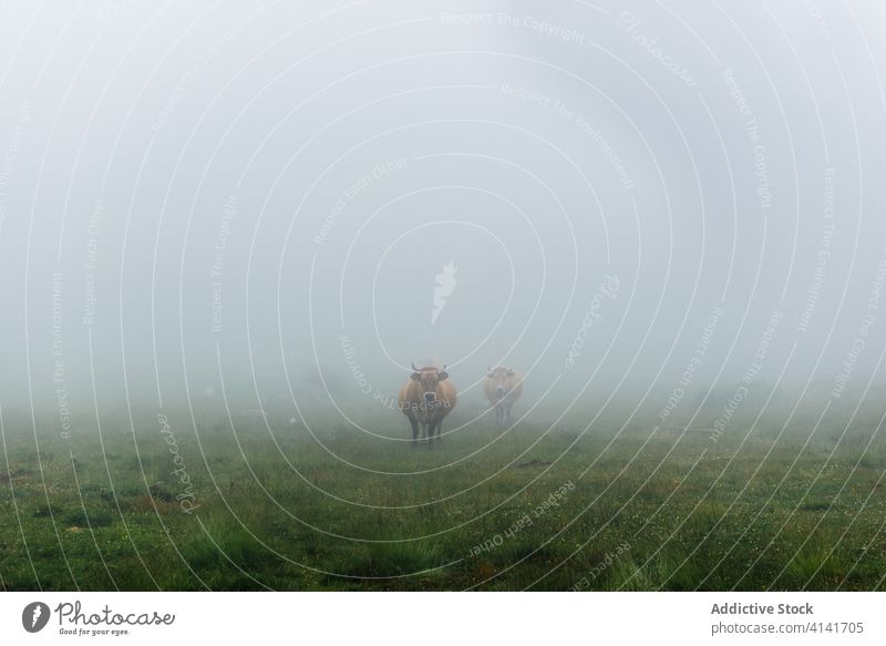 Eine Kuhherde versteckt sich im Nebel, während sie auf einer Wiese grasen Herde Bulle weiden Gras Feld Landschaft Tierhaut Natur ländlich Weide grün Wetter