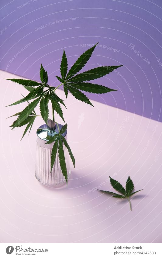 Marihuana Blätter in Farbe Hintergrund Cannabis Container wachsend Natur wild Blatt Zusammensetzung Atelier Pflanze grün natürlich Kraut Hanf Buchse Gras frisch