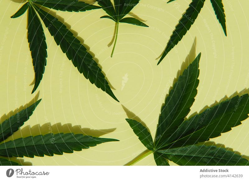 Marihuana-Blätter im grünen Hintergrund Cannabis wachsend Natur wild Blatt Zusammensetzung Atelier Pflanze natürlich Kraut Hanf Buchse Gras frisch Medizin Makro