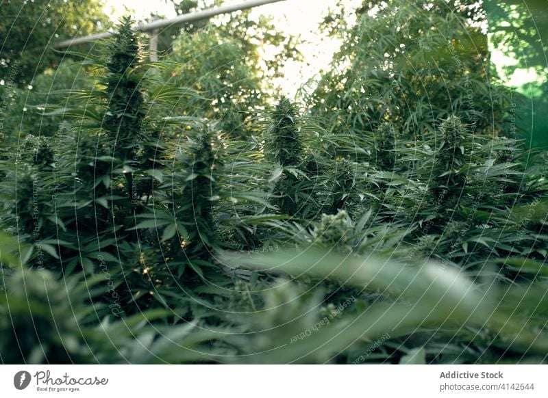 Wild wachsender Cannabis in der Natur Marihuana wild Blatt Pflanze grün natürlich Kraut Hanf Buchse Gras frisch Medizin Makro Botanik Wachstum Unkraut Sommer