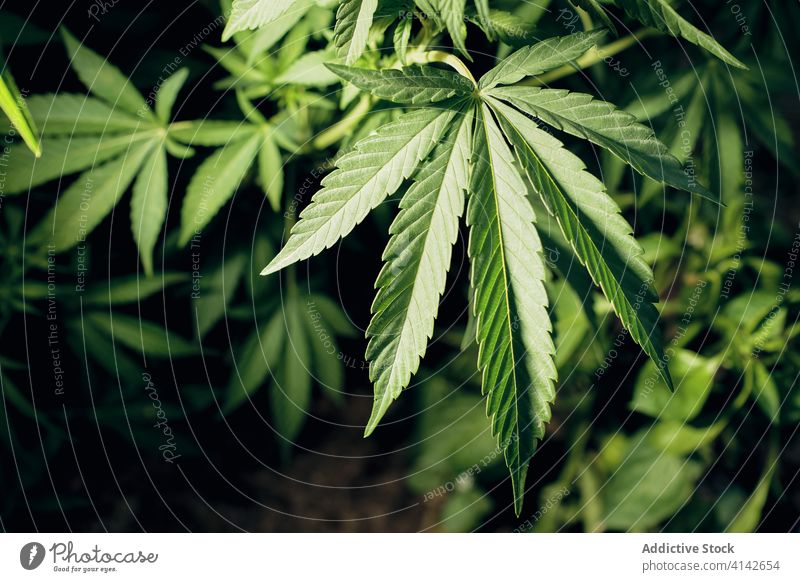 Wild wachsender Cannabis in der Natur Marihuana wild Blatt Pflanze grün natürlich Kraut Hanf Buchse Gras frisch Medizin Makro Botanik Wachstum Unkraut Sommer