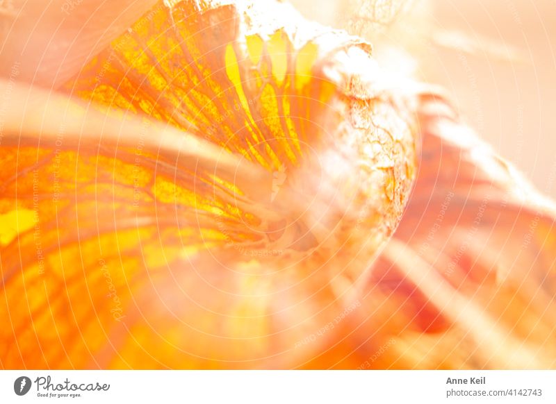 Lampionblumendoppel Doppelbelichtung Farbfoto Menschenleer Natur Pflanze Physalis orange Detailaufnahme