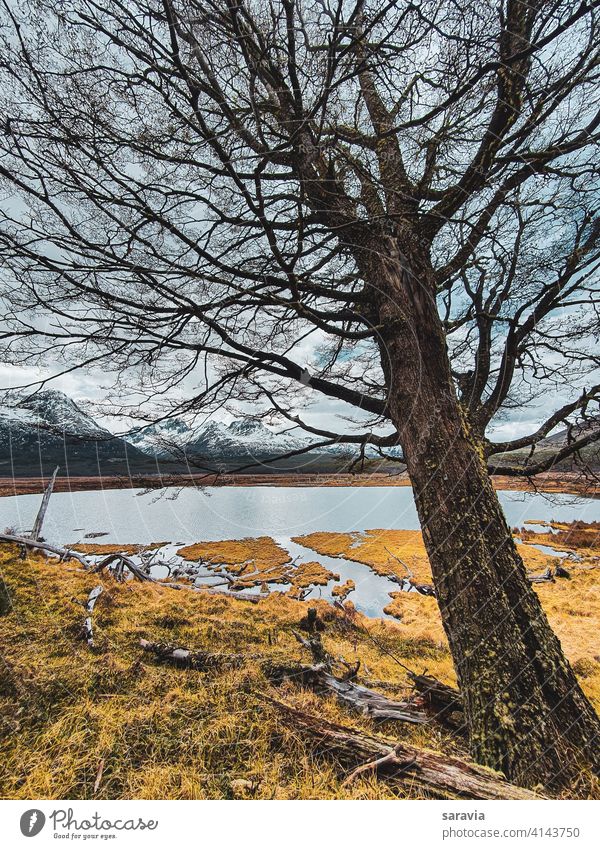 large  tree  leaning  over  the lagoon outdoor landscape nature natural water lake mountains winter