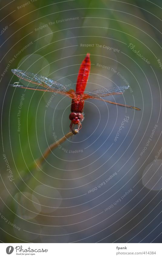 Libellische Lyrik Natur Tier Insekt Libelle Libellenflügel 1 glänzend rot Farbfoto Außenaufnahme Makroaufnahme Tag