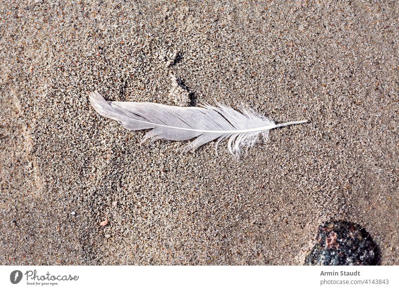 Makro einer alten Feder, die am Strand liegt Verlassen Algen Hintergrund Vogel verschwommen Nahaufnahme Schmutz verirrt Natur niemand im Freien Kieselsteine