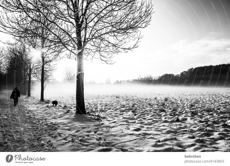 stille (fast) diffus unsichtbar Baumstamm Schwarzweißfoto träumen traumhaft Klima mystisch Nebel geheimnisvoll schön verträumt Winterstimmung Heimat
