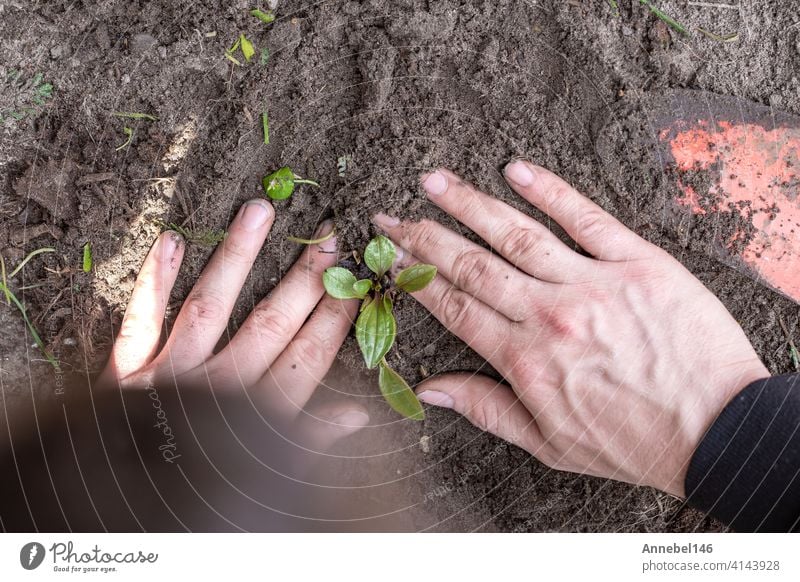 Zwei Mann Hände pflanzen einen jungen Baum oder Pflanze während der Arbeit im Garten, säen und pflanzen und wachsen Draufsicht, Bauern Hände Pflege des neuen Lebens, Umwelt, Frühling, Natur, Pflanzen Konzept