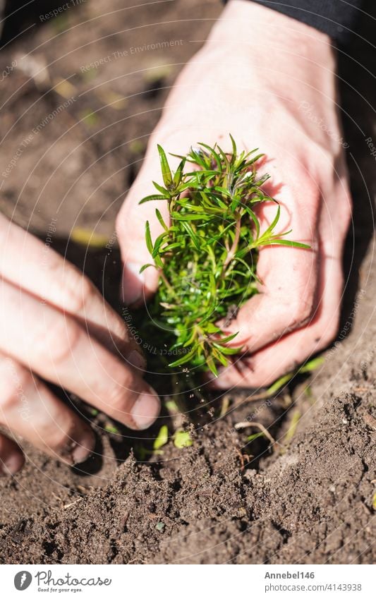 Zwei Mann Hände pflanzen einen jungen Baum oder Pflanze während der Arbeit im Garten, säen und pflanzen und wachsen Draufsicht, Bauern Hände Pflege des neuen Lebens, Umwelt, Frühling, Natur, Pflanzen Konzept