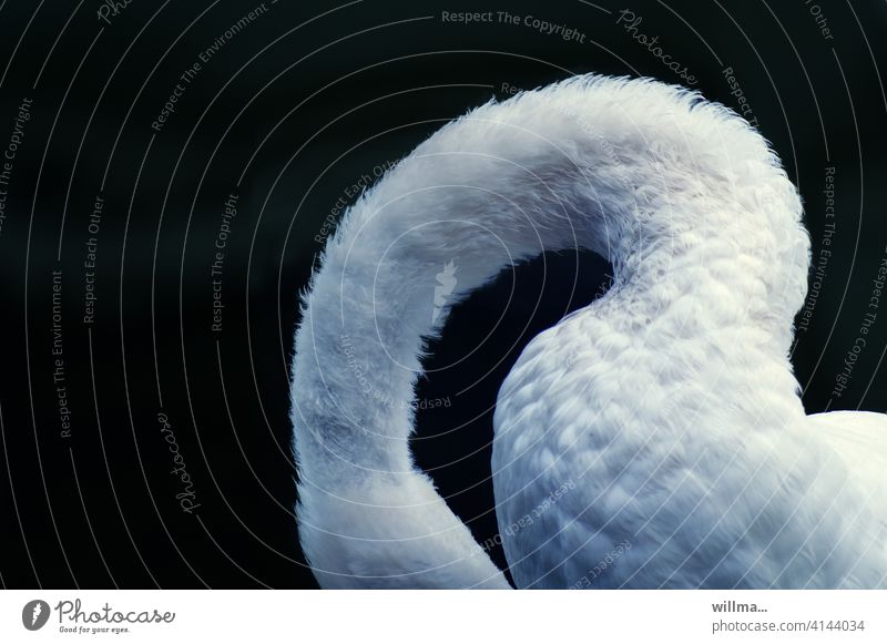 Das scheue Model mit dem Schwanenhals Hals weiß gebogen elegant Wasservogel Textfreiraum Tier neutraler Hintergrund