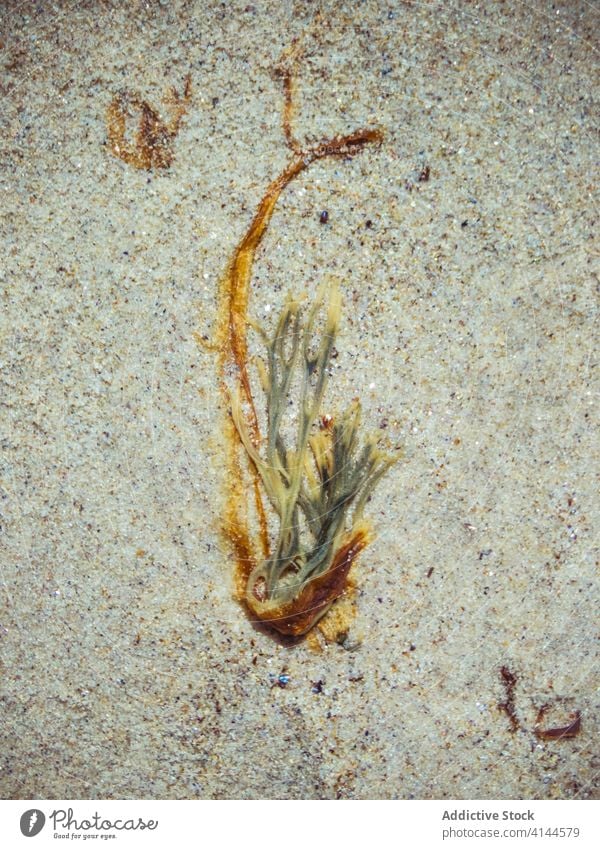 Kleine Braunalge auf Sandstrand Seegras Pflasterstein Algen klein lockig braun Strand Meeresufer Pflanze frond flach dünn Unkraut filigran Kelp Küstenlinie