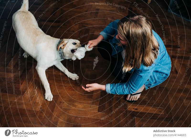 Frau spielt mit Hund zu Hause spielen heimwärts Spielzeug ziehen Haustier Besitzer Parkett Spaß Aktivität labrador retriever jung Stock Zusammensein Tier Freund