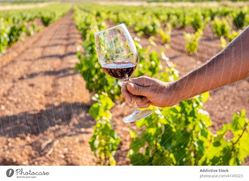 Hände halten ein Glas Wein in einem Weinberg Schonung Rotwein Weinbau Arbeitsbereich weinig industriell Alkohol Weinrebe Fabrik Prozess professionell