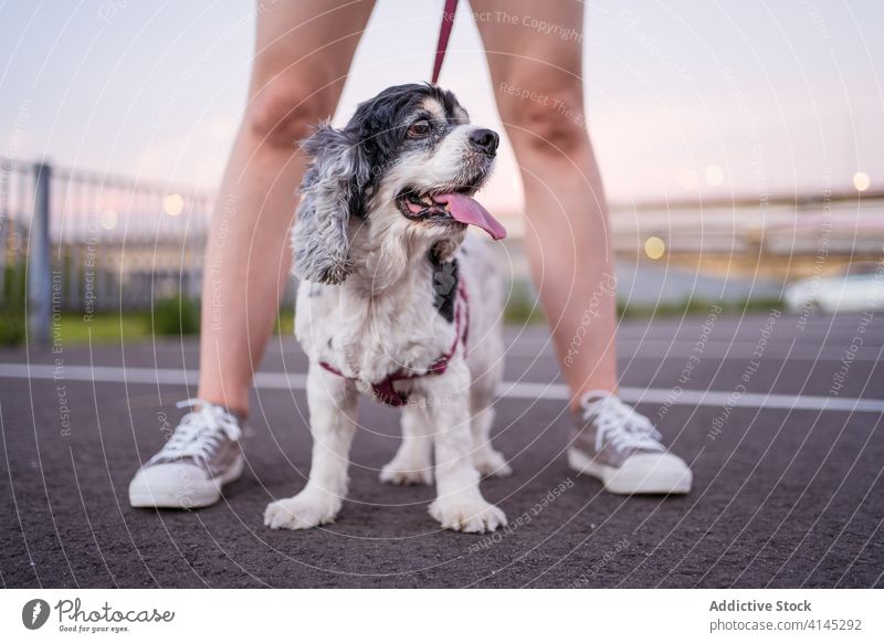 Anonyme Frau, die einen Rassehund auf der Straße knuddelt Hund amerikanischer Cockerspaniel Reinrassig anleinen Haustier PKW Großstadt Asphalt parken Los Freund