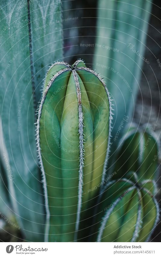 Große Kaktuspflanze im Garten an einem sonnigen Tag Cereus Tal Pflanze grün hoch Wachstum Natur Flora Botanik vegetieren Bargeld wachsen Umwelt Kakteen Ökologie