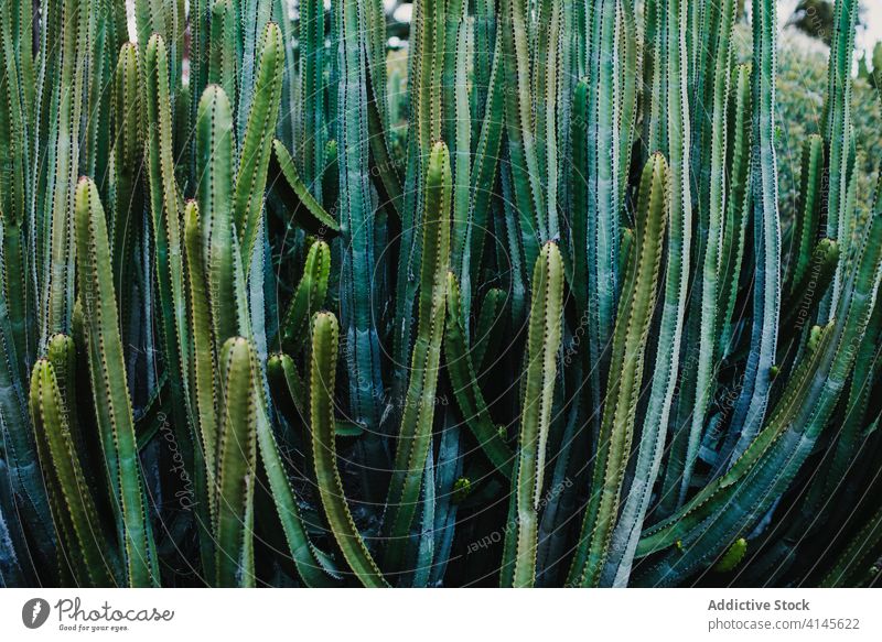 Grüner Senita Kaktus Pflanze wächst im Garten Pachycereus schottii Senitakaktus Gewächshaus natürlich exotisch Botanik grün Wachstum Flora frisch organisch