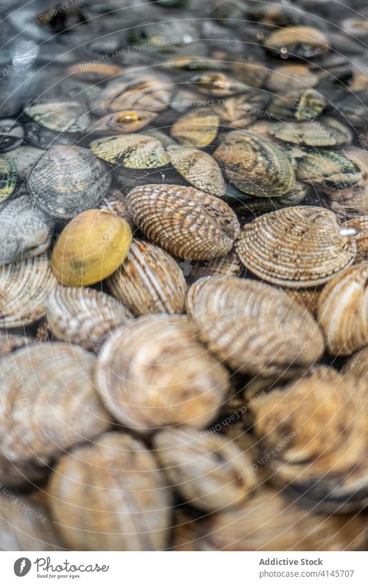 Rohe Herzmuscheln in Wasser auf dem Markt frisch roh Meeresfrüchte Haufen Basar lokal Muschel natürlich Verkaufswagen Gesundheit viele Lebensmittel Stapel