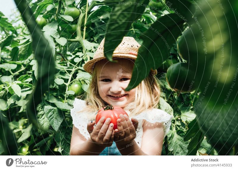 Nettes Mädchen zeigt große rote Tomate im Gewächshaus zeigen Buchse Gartenbau Lächeln organisch bewachsen unreif Harmonie idyllisch Gartenarbeit Kniebeuge