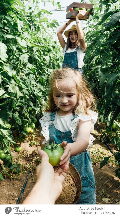 Gesichtslose Person, die einem kleinen Mädchen im Gewächshaus eine grüne Tomate reicht Eltern Kasten Ernte Gartenbau Harmonie Baum Zusammensein Buchse Mutter
