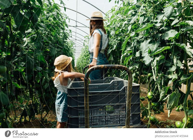 Mutter mit Tochter trägt Schubkarre in der Nähe von Tomatenbäumen im Gewächshaus führen Baum Gartenbau Lächeln üppig (Wuchs) unreif Harmonie organisch idyllisch