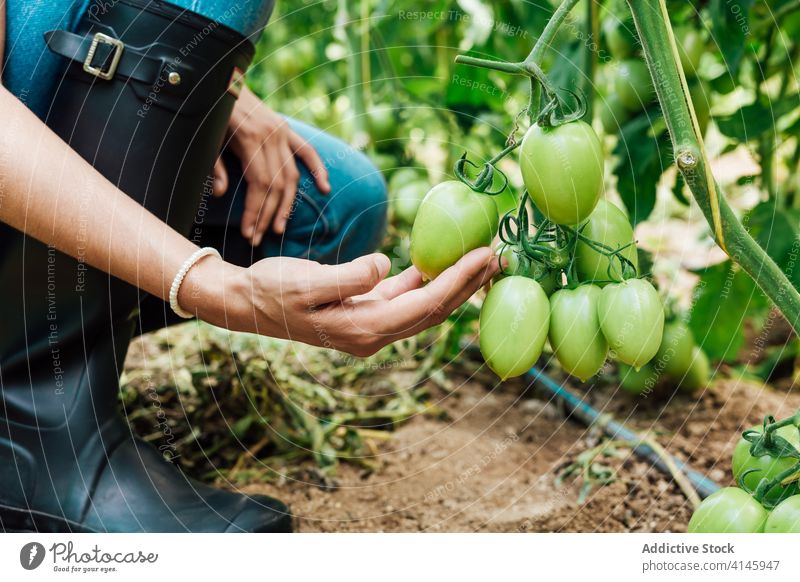 Nachdenkliche Gärtnerin, die ein Bündel mit grünen Tomaten im Gewächshaus anfasst kultivieren Gartenbau Kniebeuge idyllisch nachdenklich hell Gartenarbeit
