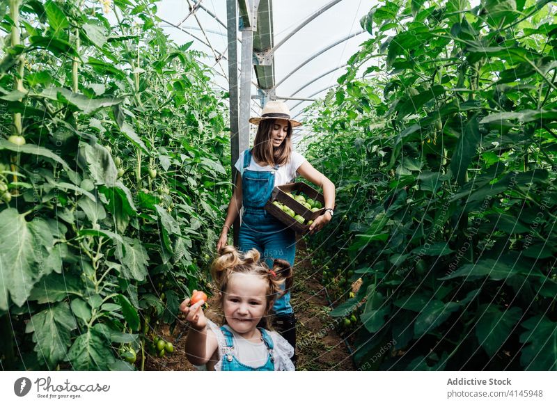 Glückliche Gärtnerin pflückt Tomaten mit Tochter im Gewächshaus Mutter pflücken Ernte Buchse grün Hut Kasten Gartenbau interagieren Baum üppig (Wuchs) unreif