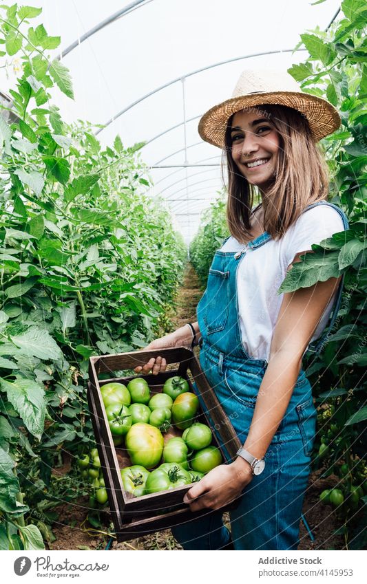 Gärtnerin sammelt grüne Tomaten im Gewächshaus im Sommer pflücken Kasten Ernte Gartenarbeit Gartenbau bewachsen kultivieren Saison führen Baum idyllisch Frau