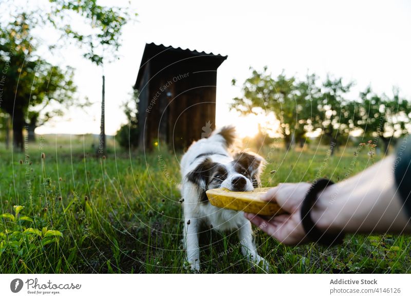 Kropf Person spielt mit Hund spielen Frisbee Feld Sommer Sonne Border Collie Spaß haben Haustier spielerisch Tier Wochenende Sonnenuntergang Abend heimisch