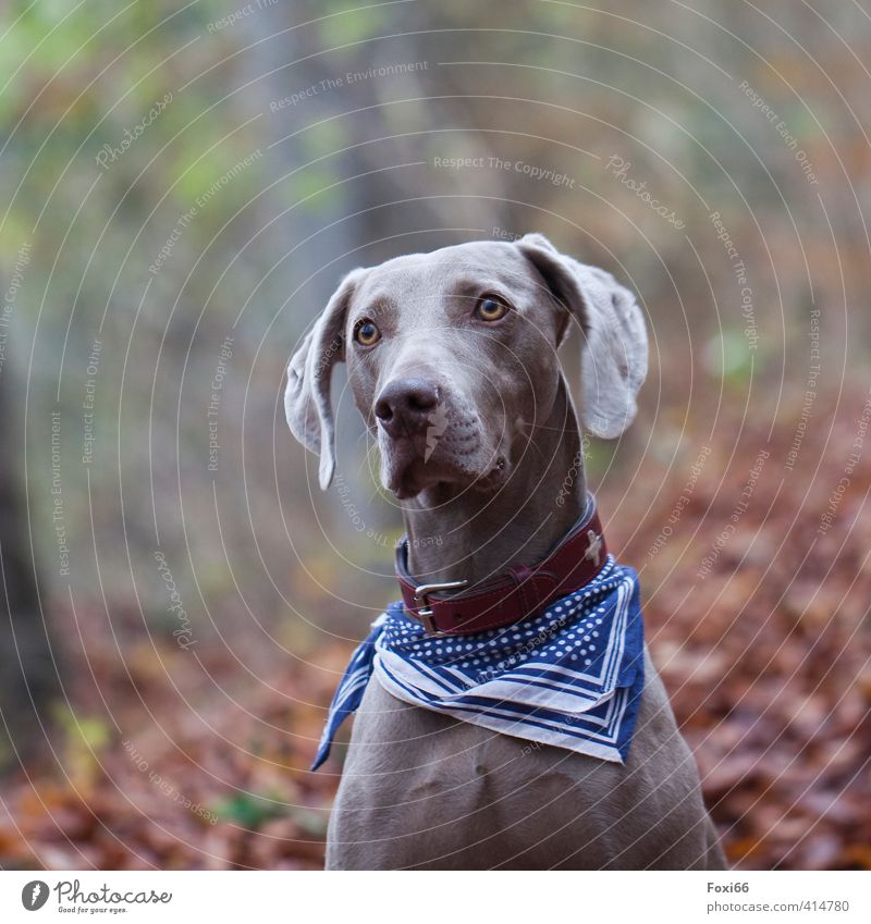 für Tia ---Welthundetag Umwelt Herbst Schönes Wetter Sträucher Laub Wald Haustier Hund 1 Tier Halsband Tuch beobachten Bewegung entdecken laufen Spielen toben