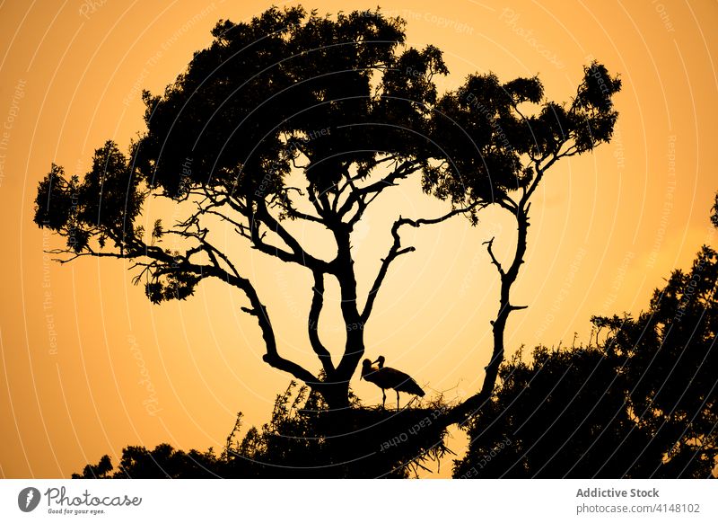 Störche in der Nähe eines Baumes im Park bei Sonnenuntergang Silhouette Vogel Storch Himmel Zusammensein Lebensraum Spanien Katalonien natürlich Dämmerung