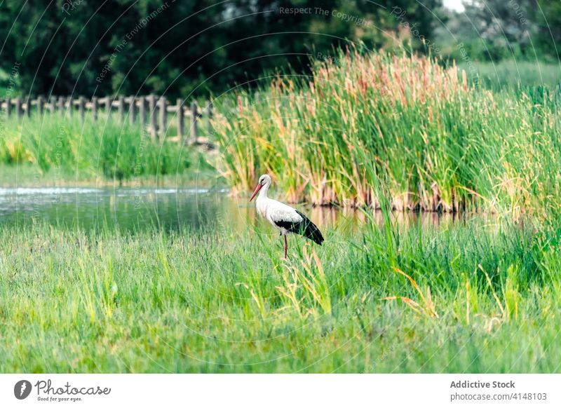 Storch im Gras im Feuchtgebiet Sumpfgebiet nass Wasser Vogel natürlich stehen Katalonien Spanien Sommer Gegend Wiese grün feucht Gefieder Feder Saison