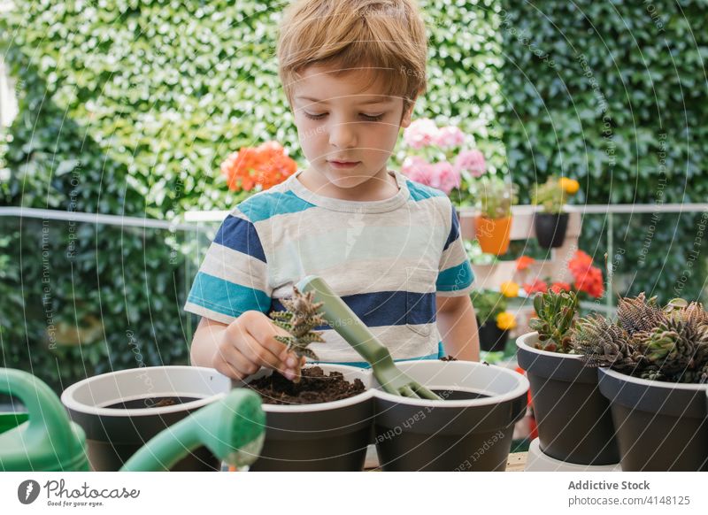 Junge mit Gartenarbeit Gabel bereiten Boden für Pflanze im Topf lockern Gartenbau kultivieren Kakteen Hecke Harmonie Freizeit üppig (Wuchs) grün Anbauer