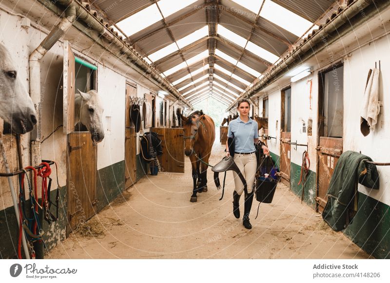 Weiblicher Jockey führt Pferd im Stall Blei Pferdestall Reiterin Frau Spaziergang Tier Gerät Scheune Werkzeug pferdeähnlich jung beschäftigt ernst Konzentration