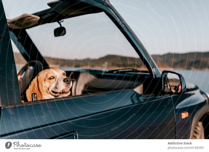 Der liebenswerte Hovawart bewundert die Natur während einer Autofahrt Hund nachdenken im Inneren PKW ausspannen See Berge u. Gebirge Harmonie Ausflug idyllisch
