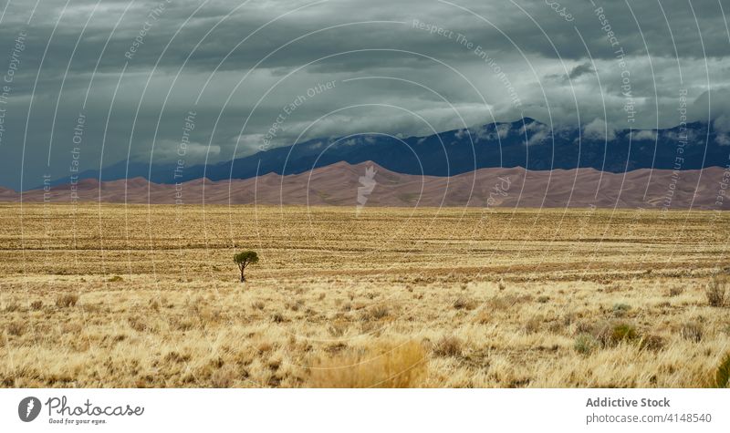 Einsamer Baum in ausgetrocknetem Feld einsam Berge u. Gebirge Landschaft trocknen malerisch wolkig Kamm allein USA Vereinigte Staaten amerika Wiese grün