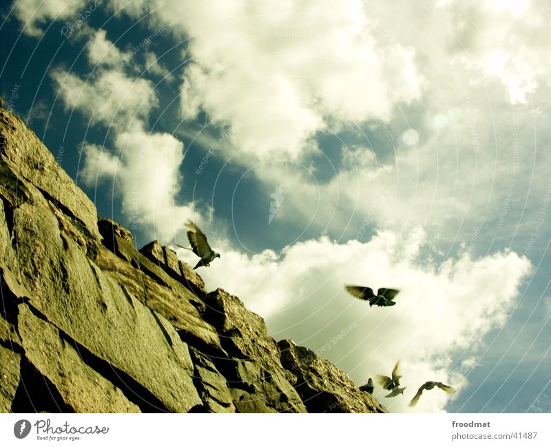 Himmel über Helsinki (mit Tauben) Finnland Wolken Vogel Europa Felsen fliegen Stein