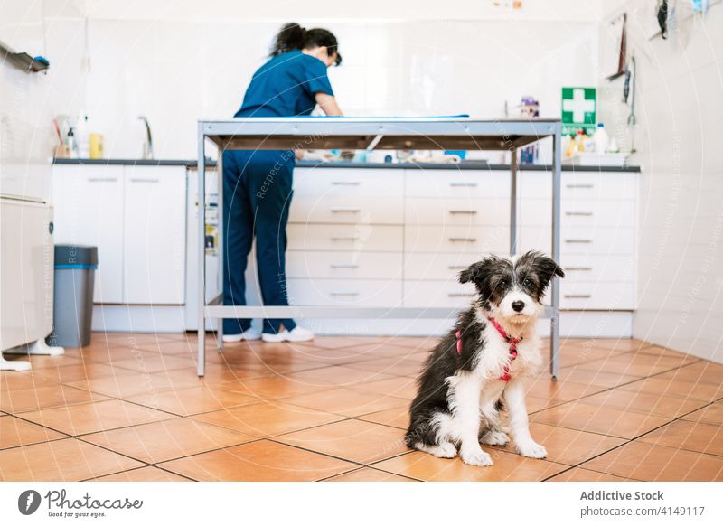 Porträt eines Hundes in einer Tierarztpraxis Arzt Veterinär Klinik Erwachsener Spezialist Job professionell modern Arbeit Haustier Kompetenz Leckerbissen