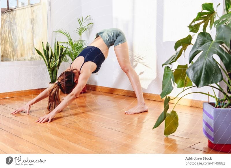 Ruhige Frau macht Yoga zu Hause Achtsamkeit weitbeinige Vorwärtsbeuge prasarita padottanasana üben heimwärts Pose Asana ruhig Harmonie Gesundheit gemütlich Raum