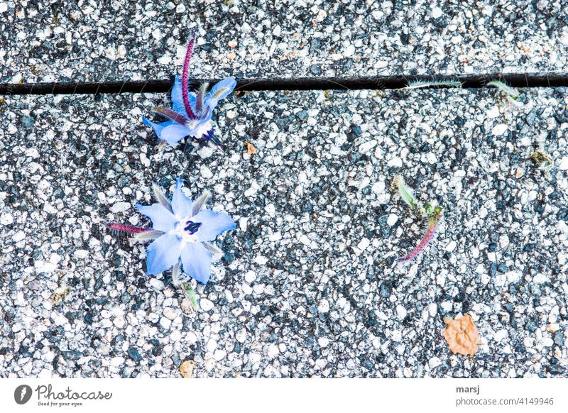 Lebensbrüche | Abschied und Verlust. Verblühte Borretschblüten auf Waschbetonplatten. Traurigkeit Trauer Verfall Vergänglichkeit Tod authentisch Gedeckte Farben