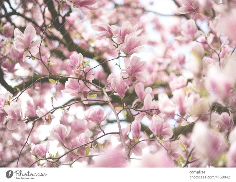 Zarte Magnolien Zweige mit Blüten im Frühling Wachstum Pflanze Hintergrundbild Wellness Baum schön Natur natürlich Duft Spa Blume Blühend Magnoliengewächse