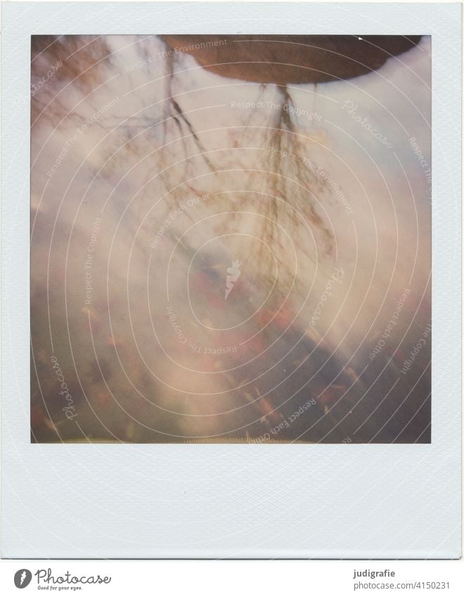 In Pfütze gespiegelte Baumkronen auf Polaroid Spiegelung Herbst Wolken Reflexion & Spiegelung Wasser Himmel Blatt Natur Regen nass Wetter schlechtes Wetter